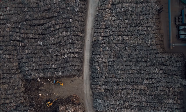 Afbeelding van Kijk donderdag: Biomassa uit de jungle