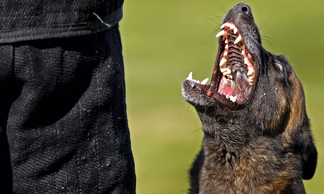 Afbeelding van Politiehonden nog steeds getraind met illegale stroomhalsbanden