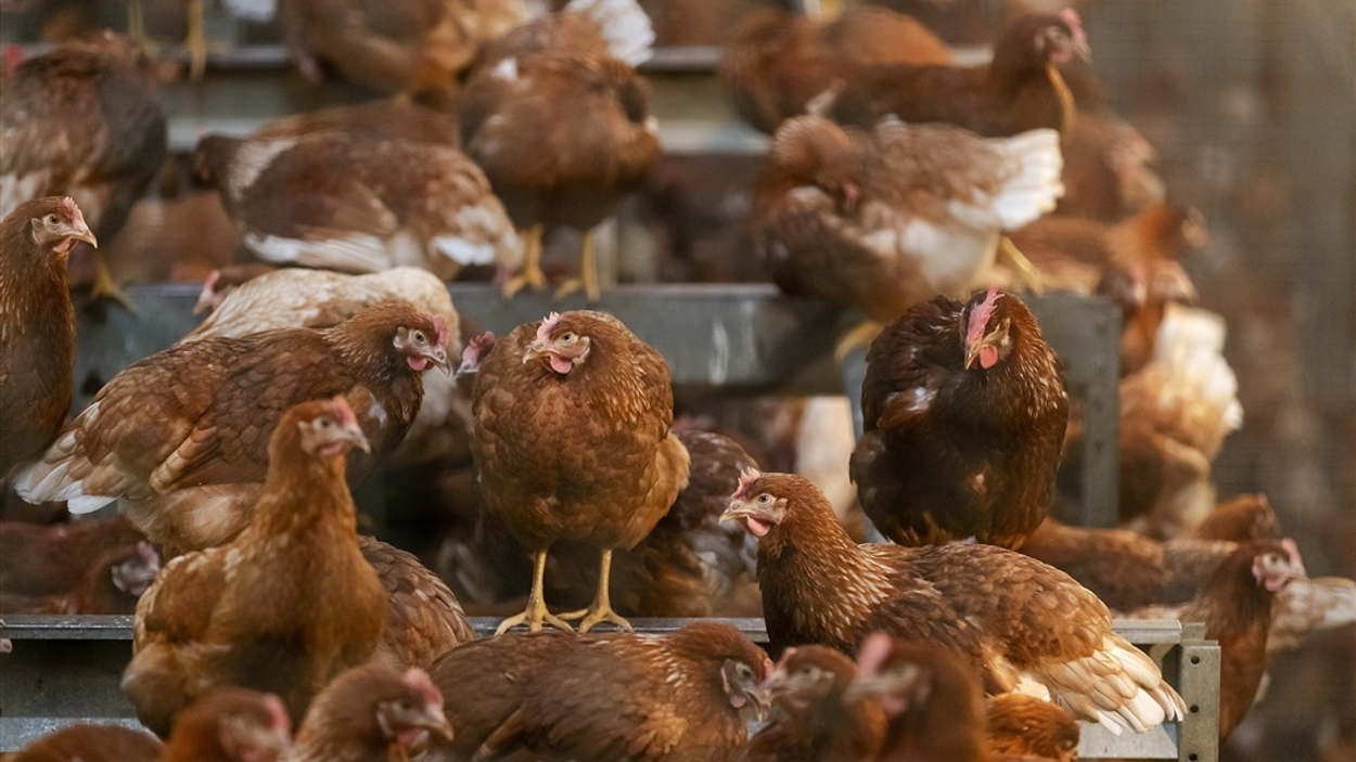 Uitbraak Vogelgriep: Honderdduizenden Dieren Geruimd - Zembla - BNNVARA