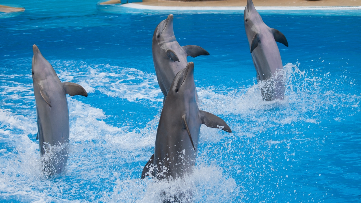 Dolphins Foto William Warby : Flickr