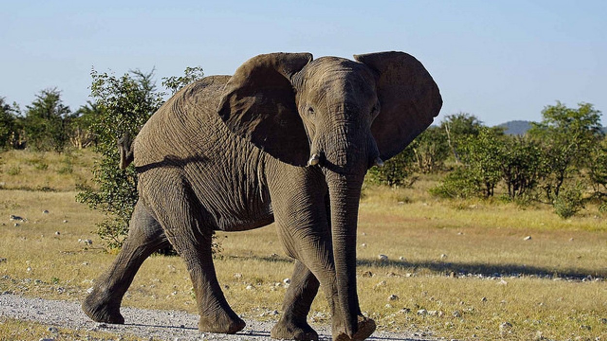 olifant Namibië / Heribert Bechen/Flickr