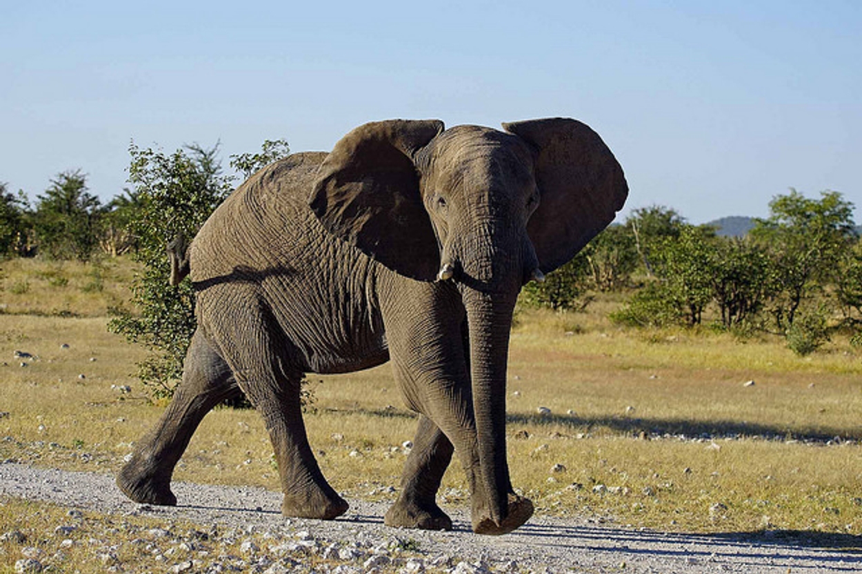 olifant Namibië / Heribert Bechen/Flickr