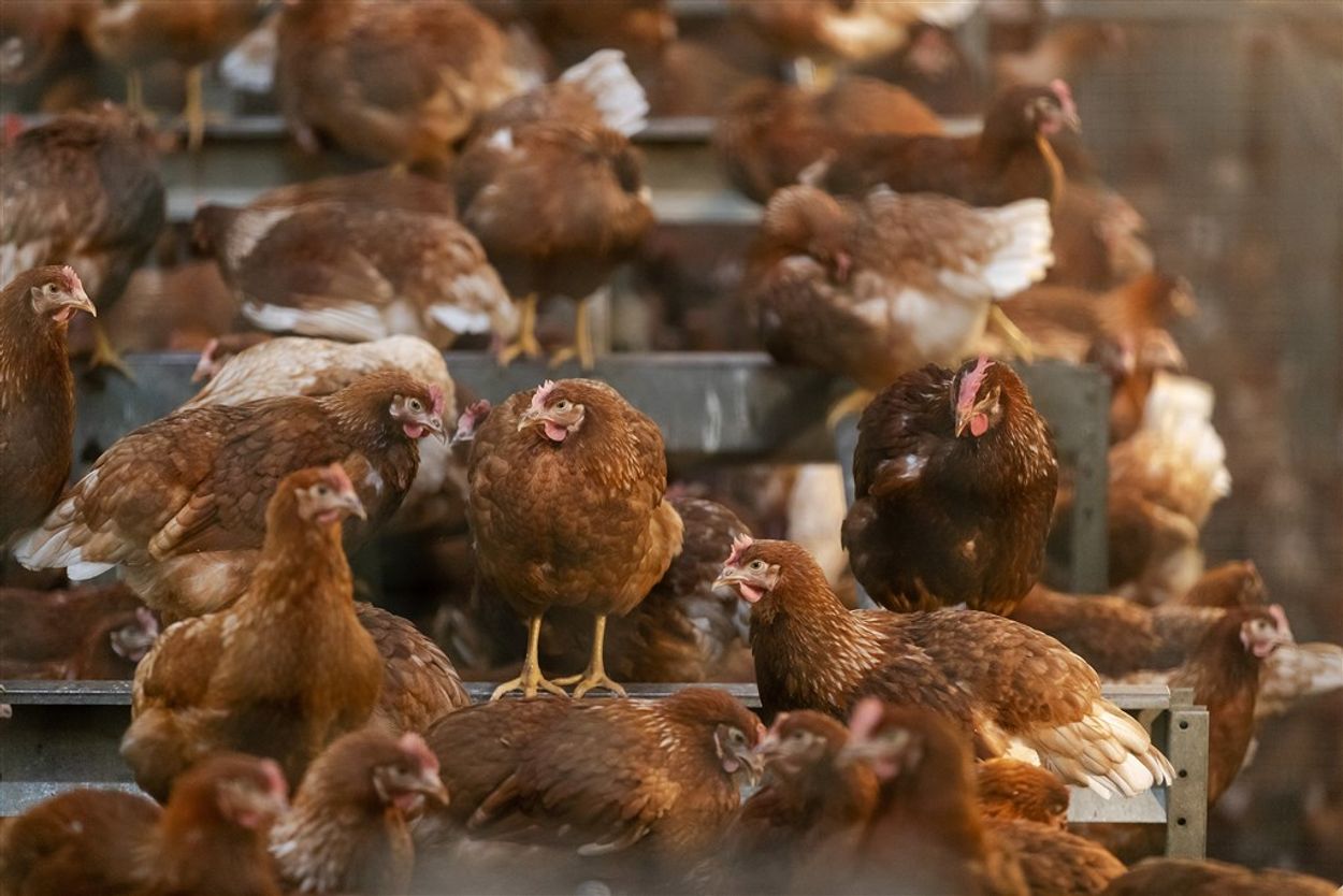 Afbeelding van Uitbraak vogelgriep: honderdduizenden dieren geruimd