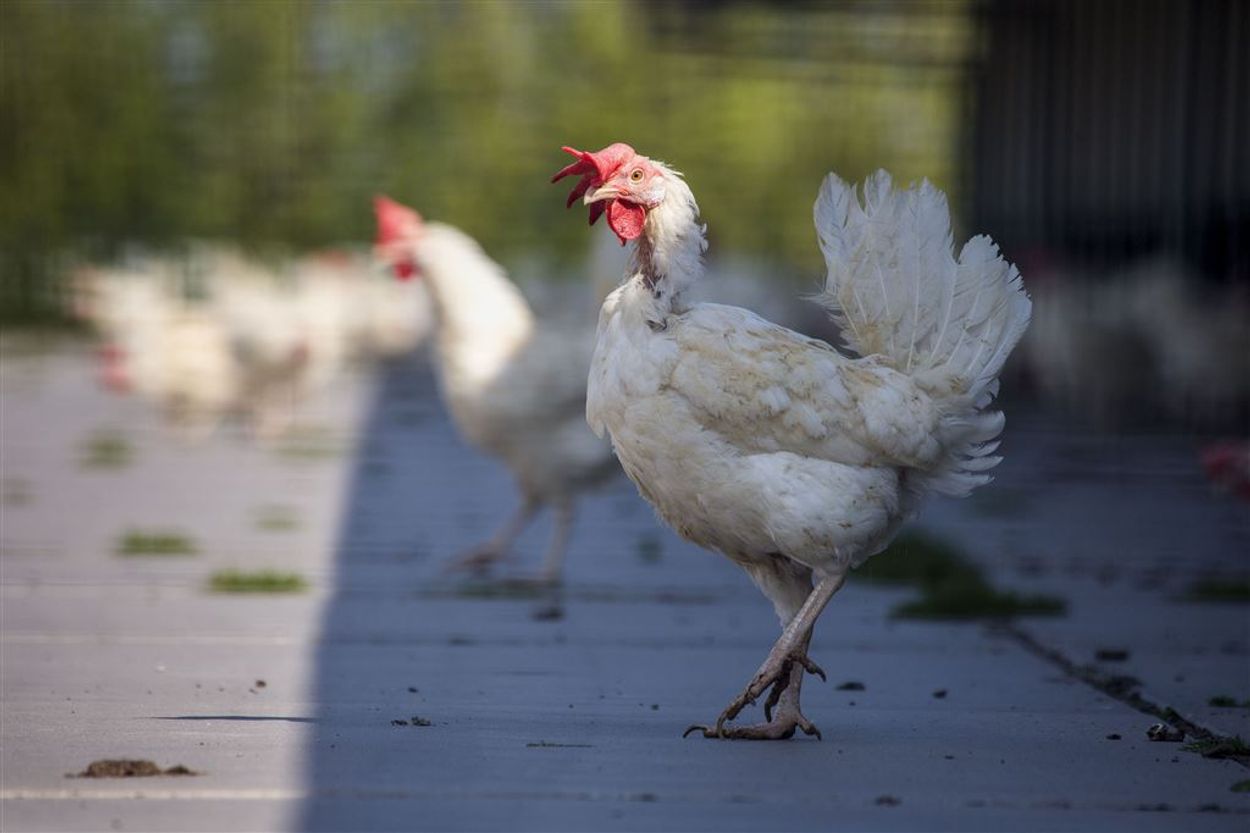 Afbeelding van Pluimveeorganisaties willen ophokplicht vanwege vogelgriep uit Oost-Europa