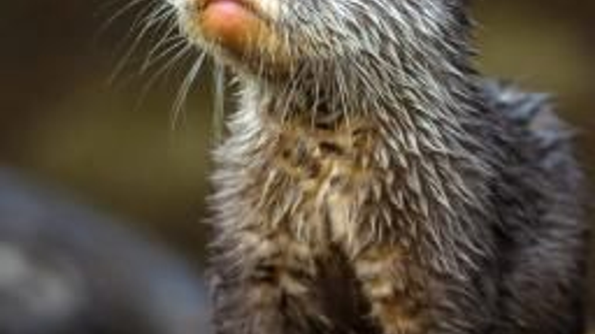 een-derde-van-otters-in-nederland-doodgereden