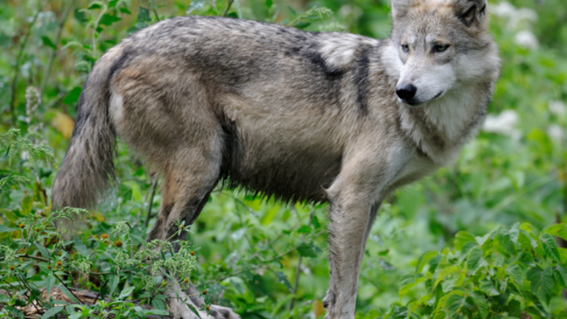 cameras-geplaatst-om-wolf-bij-grens-te-fotograferen