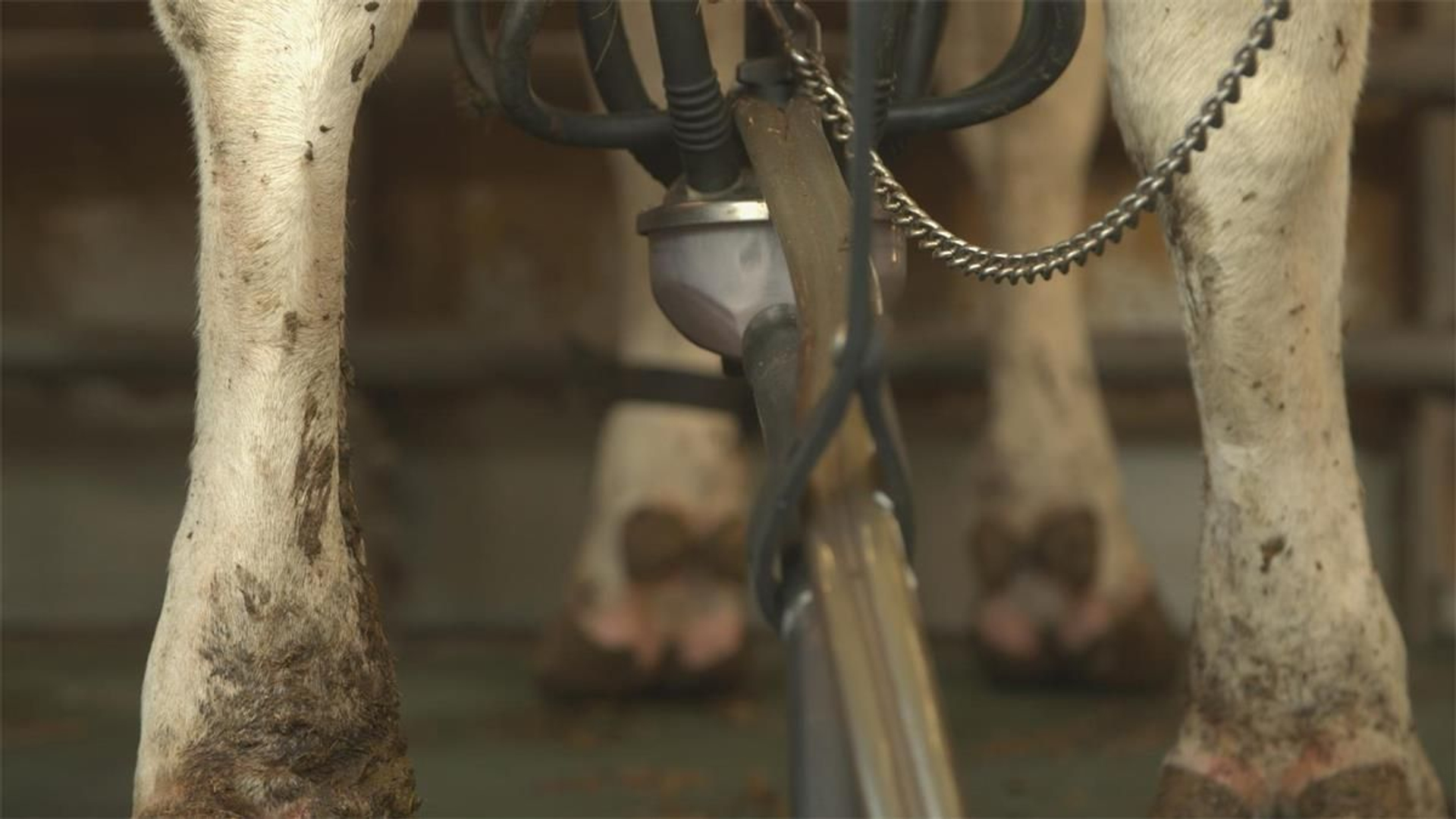 melkquota-zijn-voorgoed-verdwenen