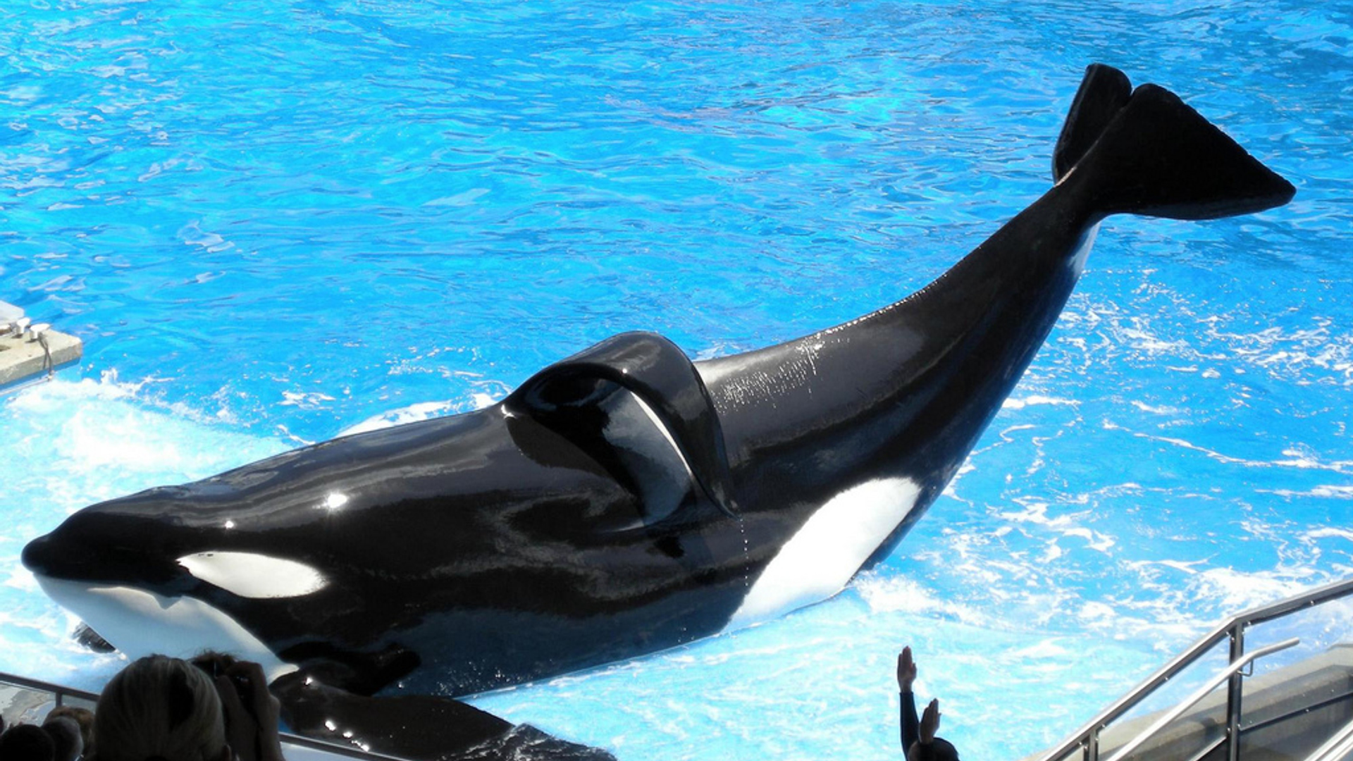 Tilikum