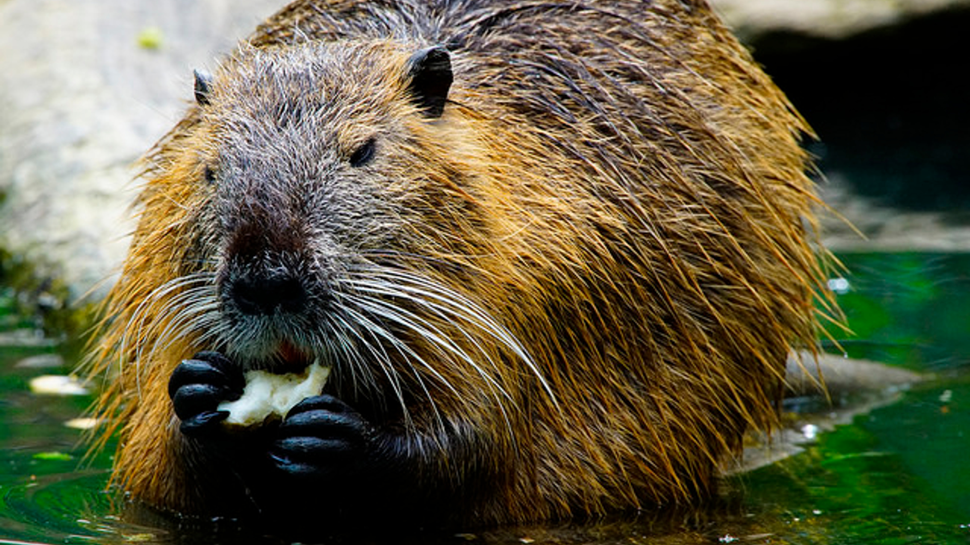 Bever / Flickr Statskog SF