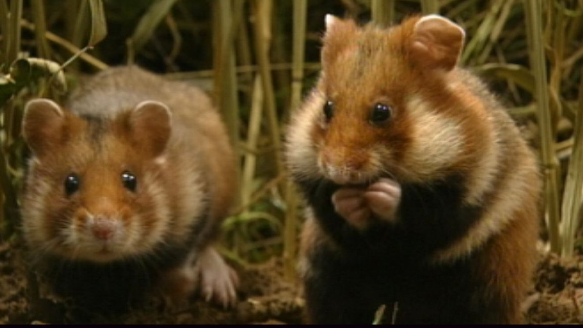 dierentuin-nederland
