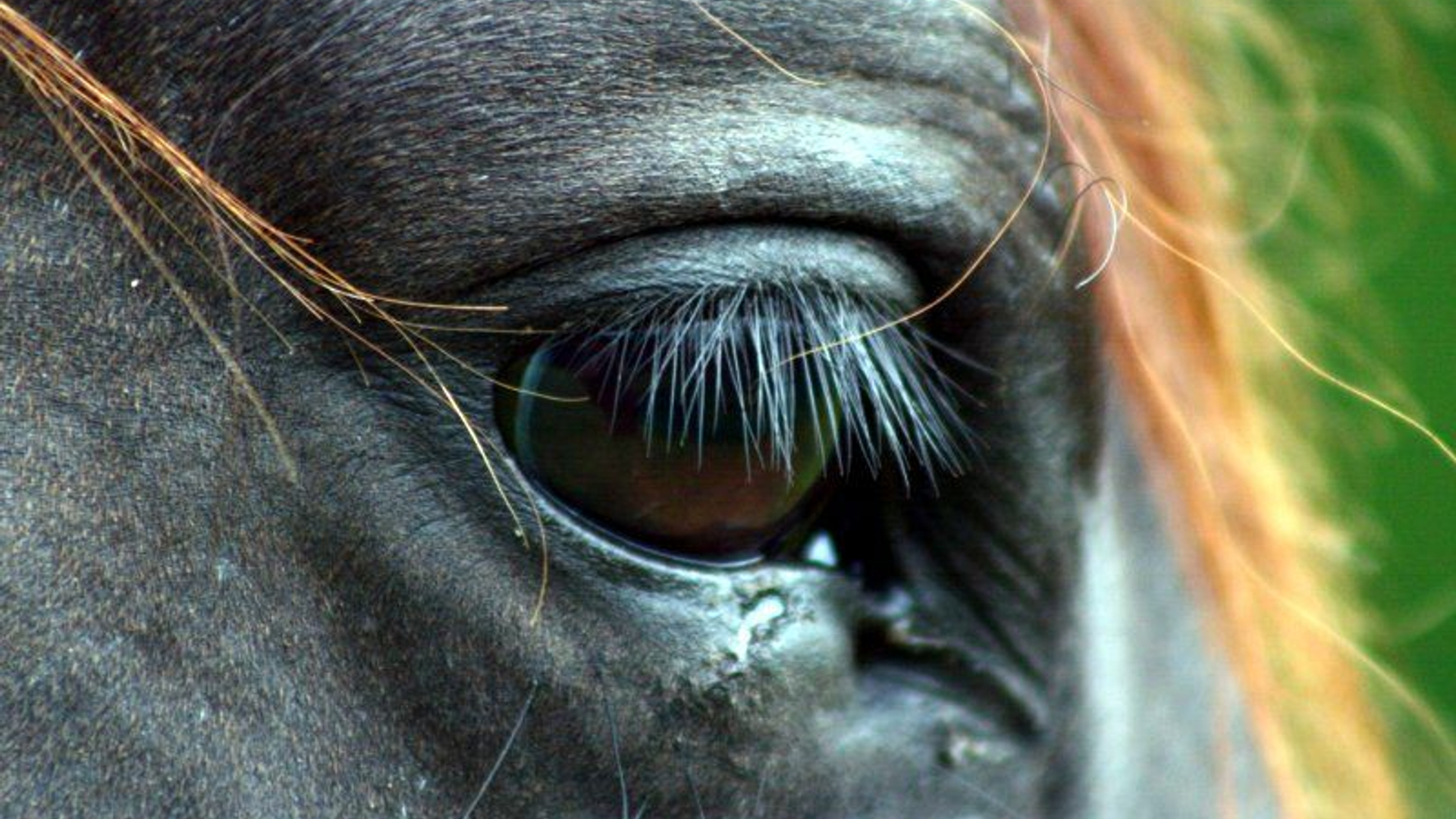 een-paard-in-de-gang