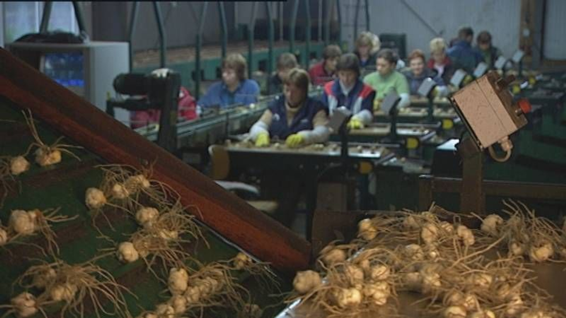 veel-gif-in-bollenteelt-experts-pleiten-voor-groot-gezondheidsonderzoek