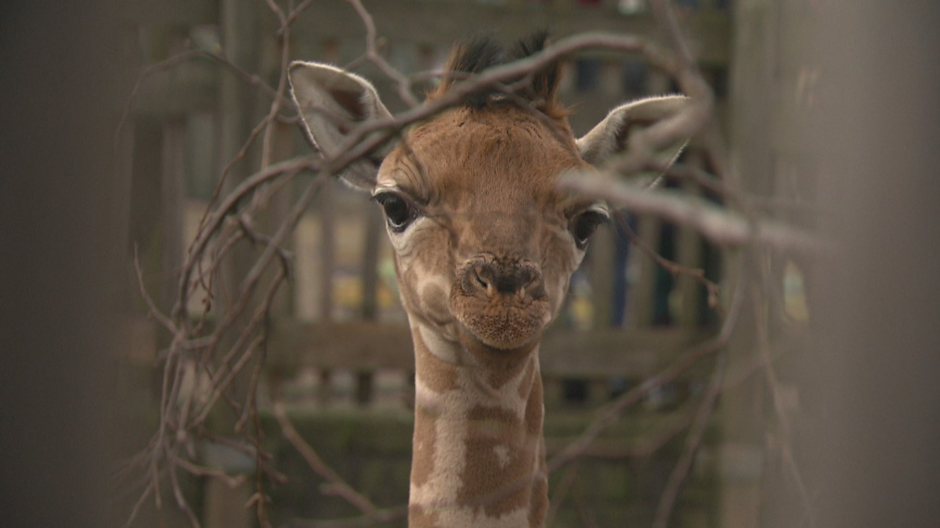 Het Einde Van De Dierentuin giraf