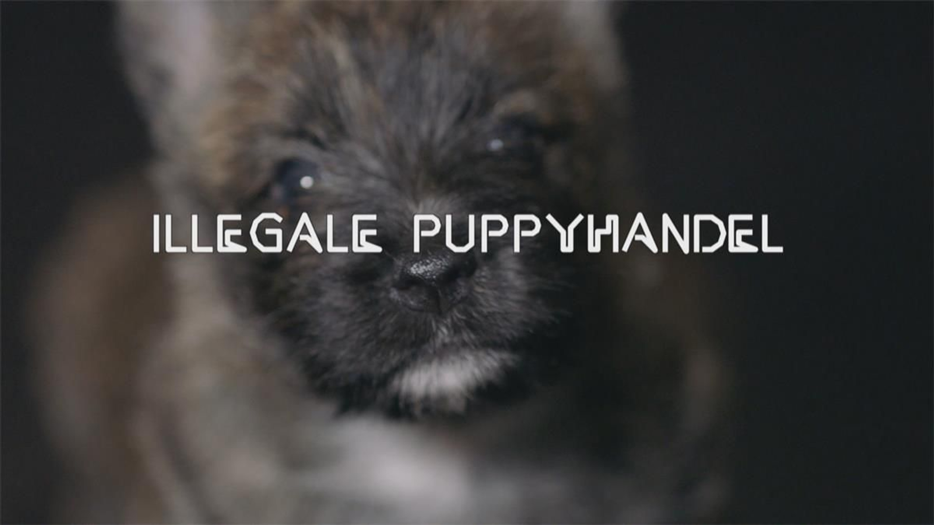 50-000-honden-illegaal-ingevoerd