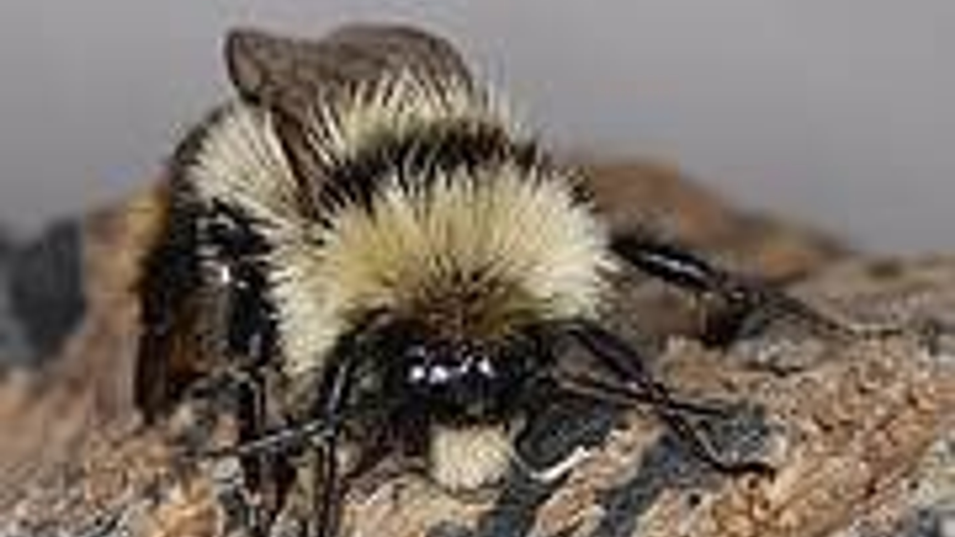 slecht-nieuws-voor-de-europese-hommel