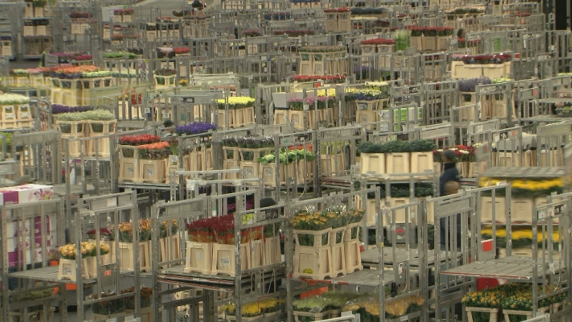 Hollandse handel, de rozen