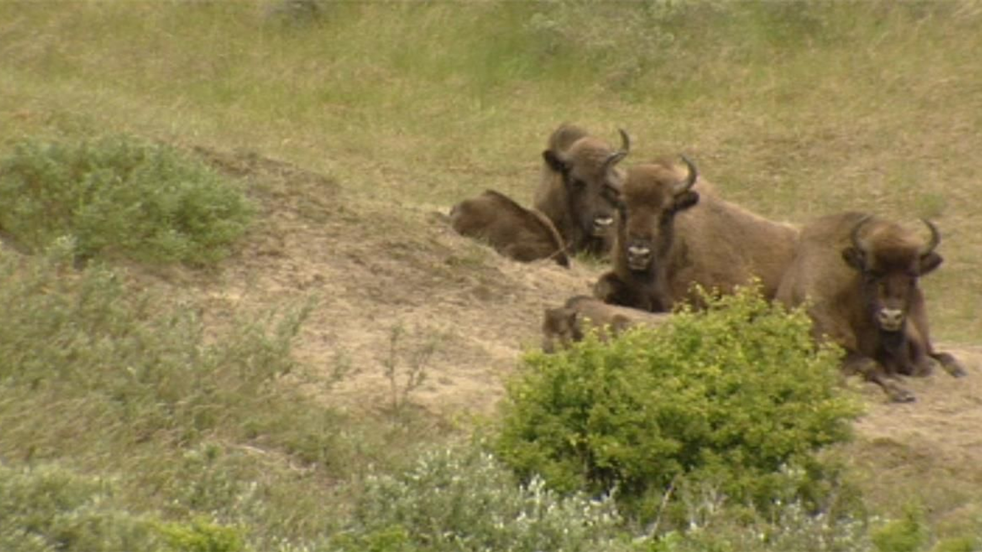 herintroduceren-dieren-niet-volgens-regels