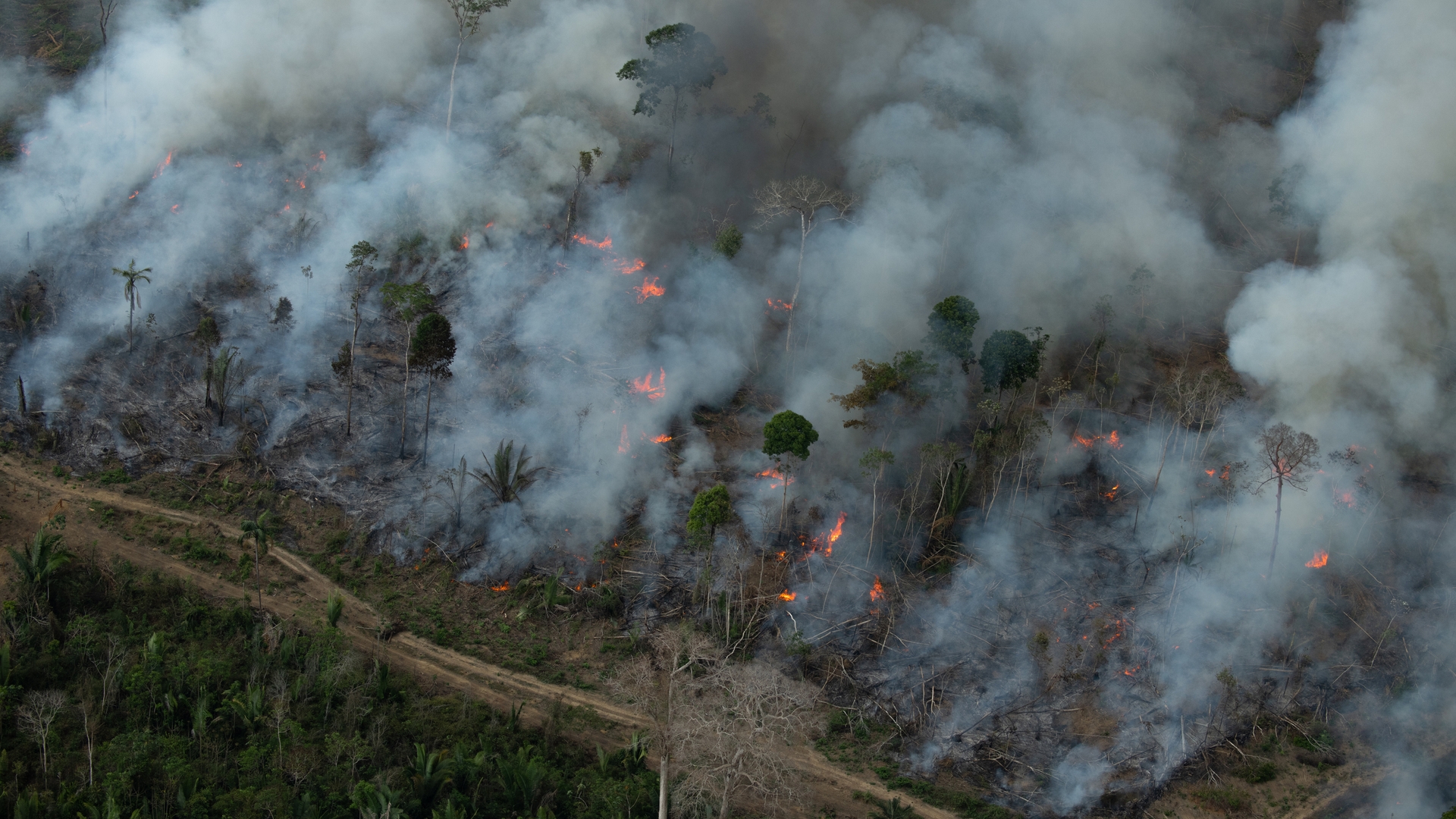 ontbossing Amazone - foto Greenpeace