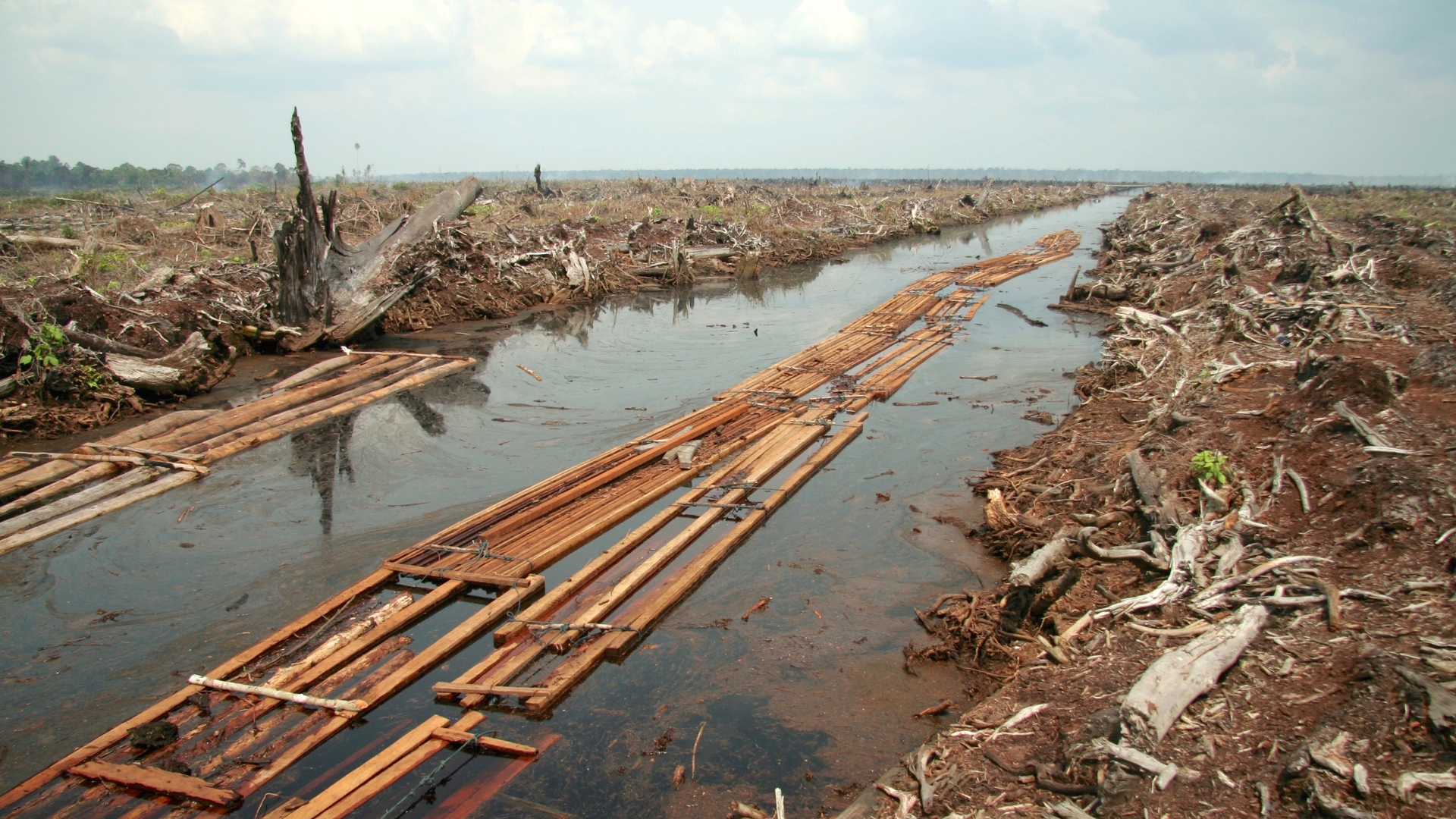 Riau_deforestation_2006