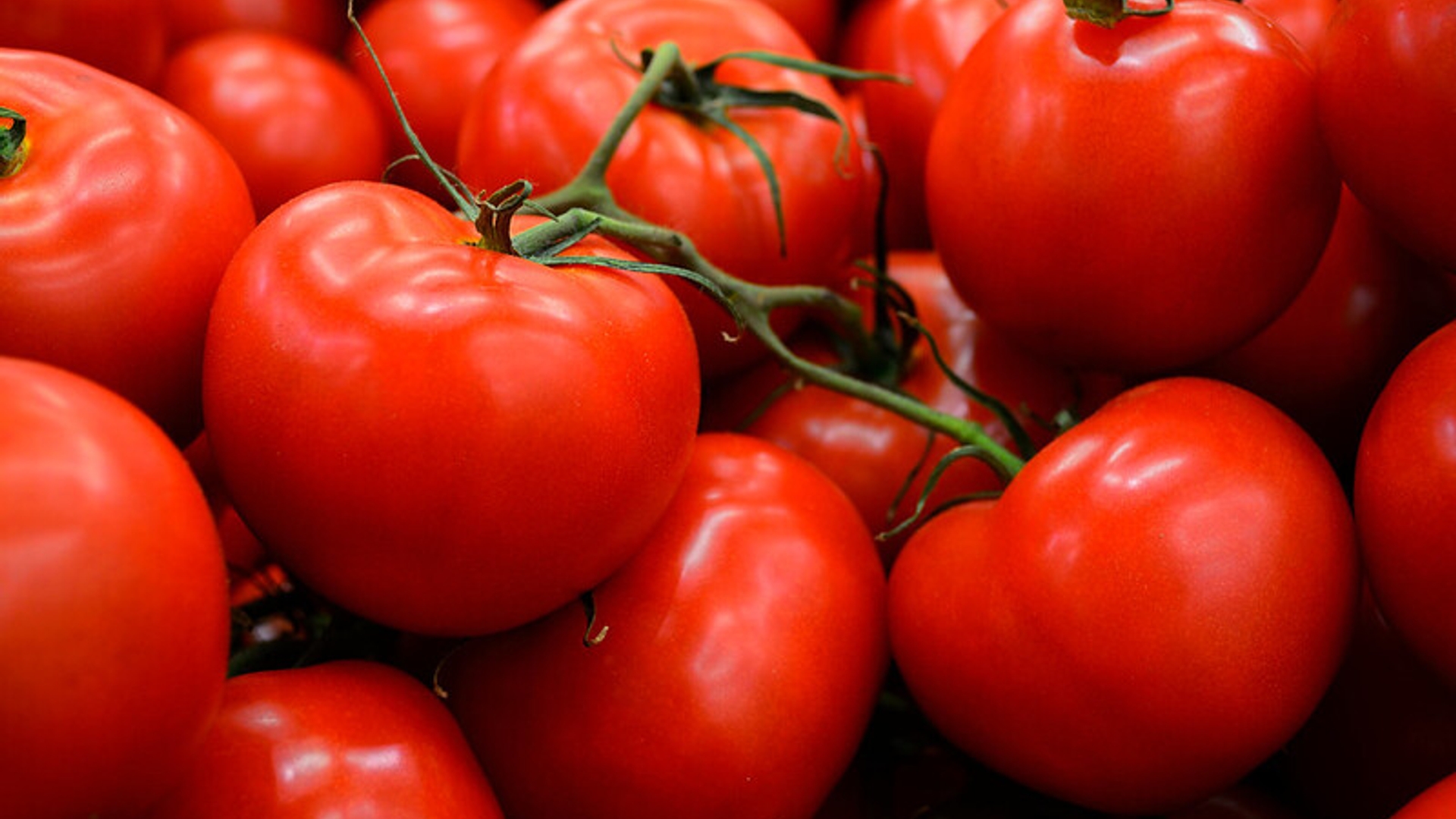 tomaten : Open Grid Scheduler Flickr