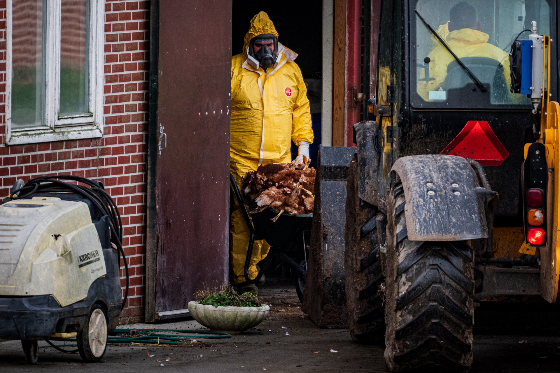 Vogelgriep Gaat Niet Meer Weg: Waarom Dat Problematisch Is - Zembla ...