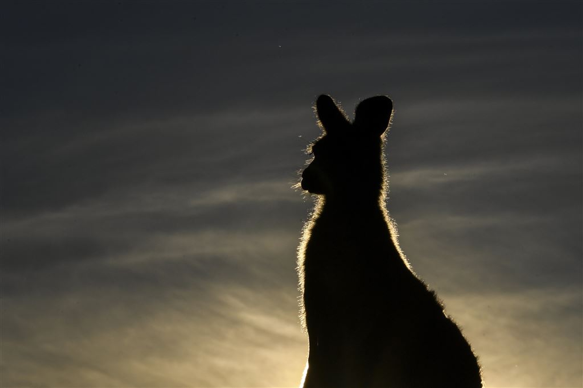 kangoeroe kijkt in de verte ANP