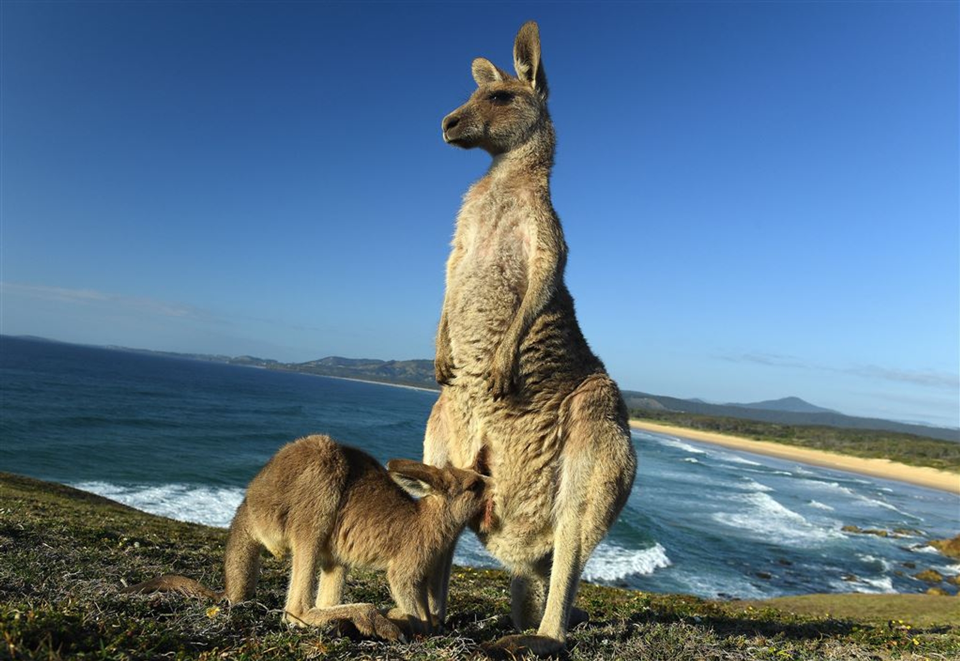 kangoeoroe met kind bij water