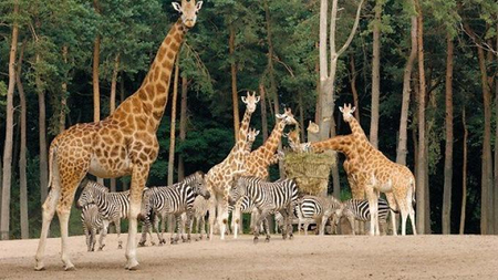 Afbeelding van Dieren