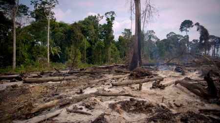 Afbeelding van Desastre na floresta tropical