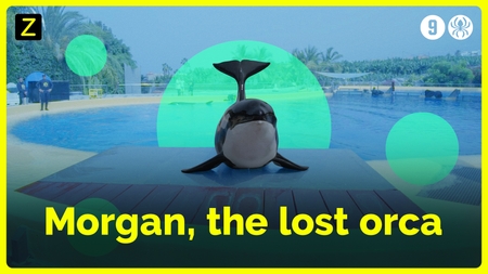 Afbeelding van Orca Morgan's life in captivity