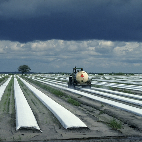 Vijf vragen over omstreden pesticide chloorpyrifos dat verboden dreigt te worden