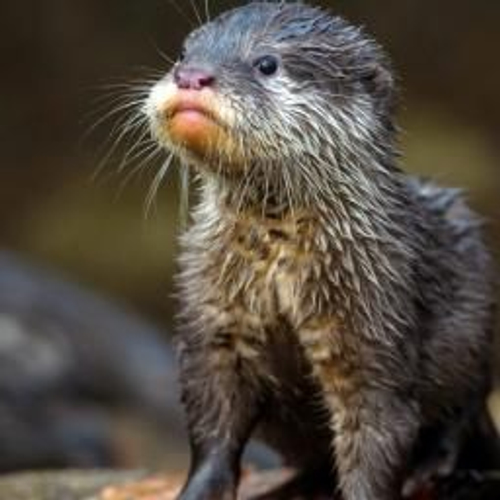 Meer otters, maar ook meer inteelt