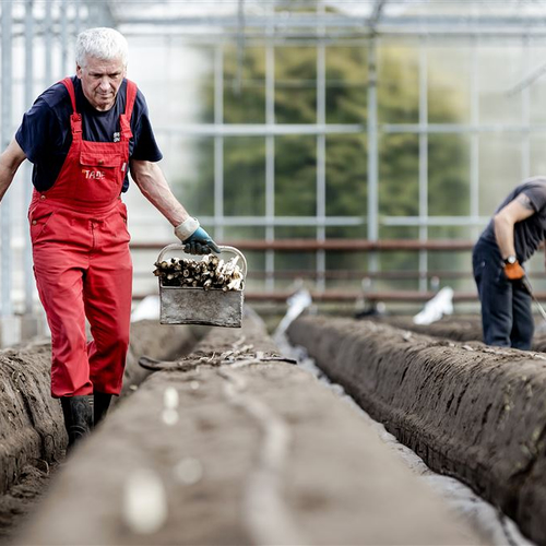 ‘Zorgwekkend veel arbeidsongevallen in agrarische sector’