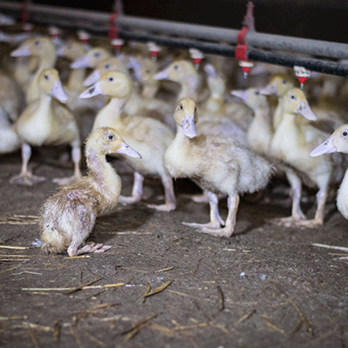 Rechter vernietigt natuurvergunning enige eendenslachterij van Nederland