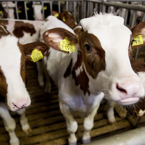 4000 melkboeren roepen op tot importstop kalveren