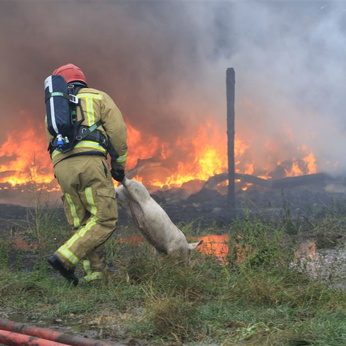 Duizenden biggen dood door stalbrand in Heusden