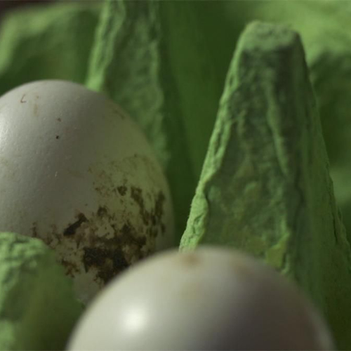 Meer dioxine in eieren van hobbykippen