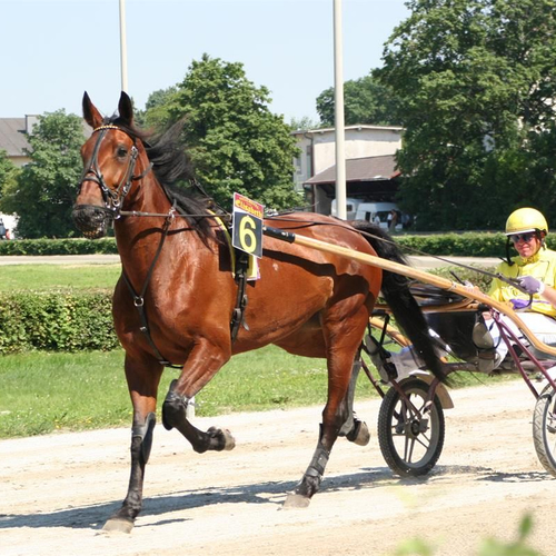 Paardendoping