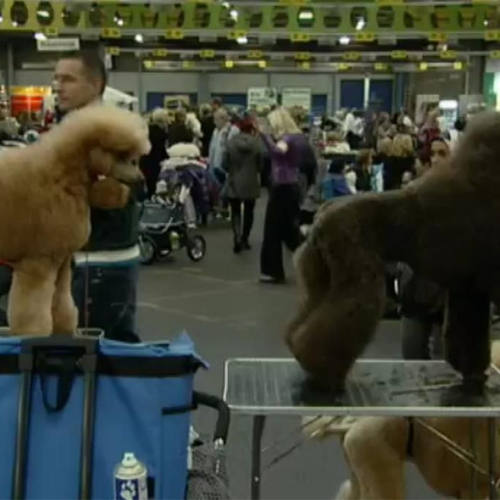 Dier&Recht klaagt fokkers van Golden Retrievers aan