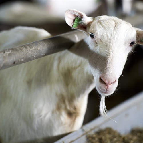 Meer Q-koortsdoden dan gedacht: Namens 138 overledenen tegemoetkoming aangevraagd