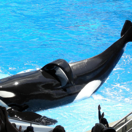 Orka Tilikum is dood, Seaworld blijft orkashows opvoeren