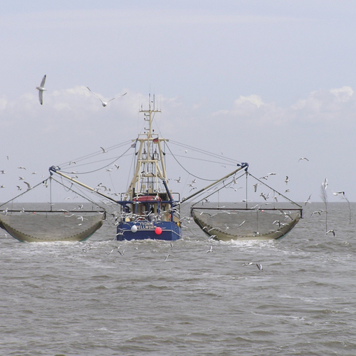 &apos;Vishandelaar verkocht dioxinekrab&apos;