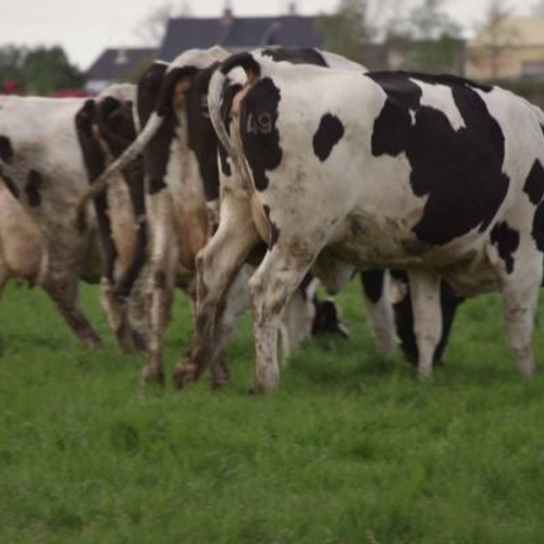 Nederland moet het doen met minder koeien