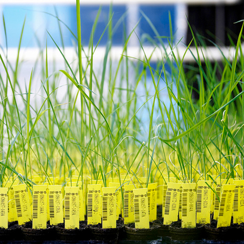 Hoe ver reikt de lobby van de gentech-industrie?