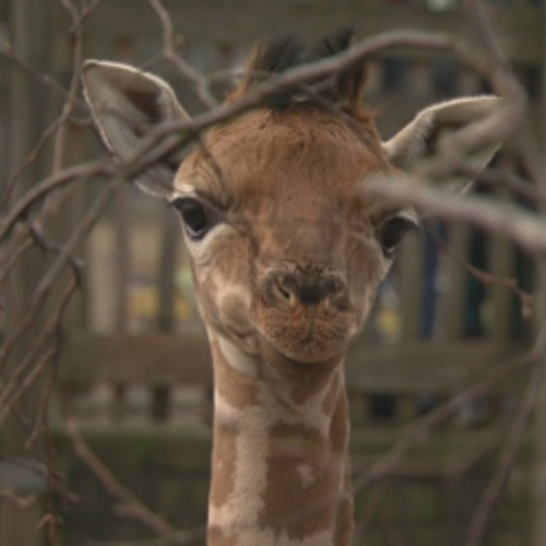 Opnieuw discussie over het doden van gezonde dierentuindieren