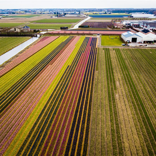 Local Residents of Bulb Fields in The Netherlands Suffer Greater Exposure to Pesticides