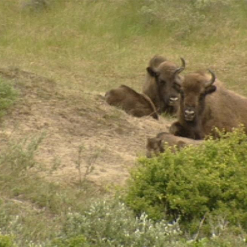 &apos;Te veel grote grazers Oostvaardersplassen&apos;