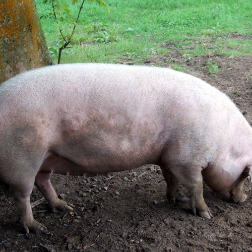 Veearts in crisistijd