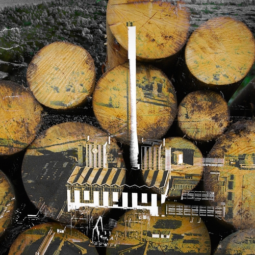 ‘We zijn voor de gek gehouden’: oerbossen gekapt voor biomassa
