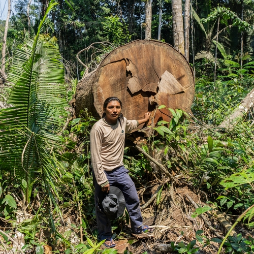Greenpeace: Nederland veroorzaakt nieuwe golf van ontbossing in Amazone